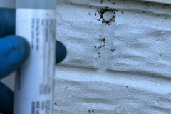 Ant Extermination in Maryland