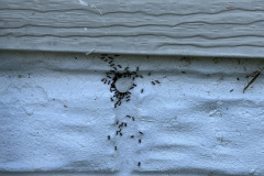 Prince-Georges-Ant-Extermination