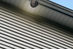 Bee Hornet Wasp Hive Removal PG MD