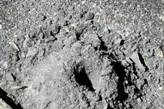 Capitol-Heights-Termite-Control