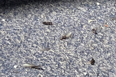 Ft-Washington-Termite-Control
