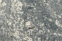 MD-Termite-Control