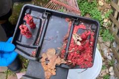 Washington DC Maryland Termite Pest Control